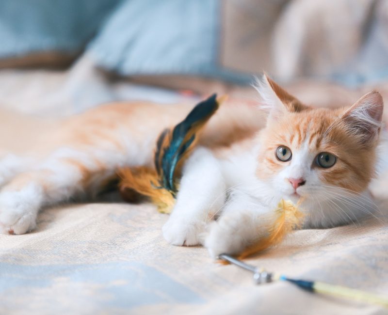 Ruhige Pfoten: Silvester-Tipps für ängstliche Katzen